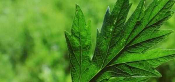 艾葉怎么保存才放得久,艾葉怎么保鮮放的時間長圖2