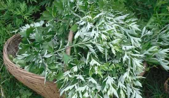 艾葉怎么保存最好 放的久?