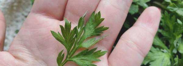 艾葉怎么保存才放得久,艾葉怎么保鮮放的時間長圖4