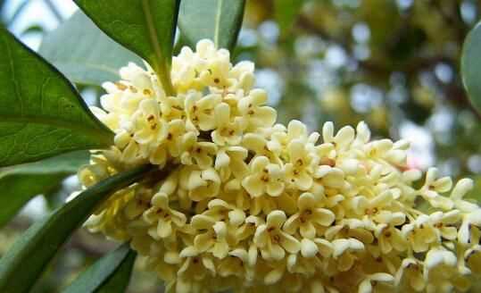 桂花哪個(gè)等級(jí)最好