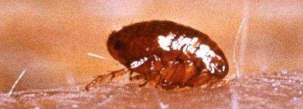 跳蚤有翅膀,跳蚤會(huì)飛嗎?有翅膀嗎?圖1