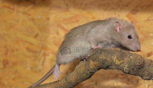 怎樣防止老鼠,怎樣防老鼠圖1