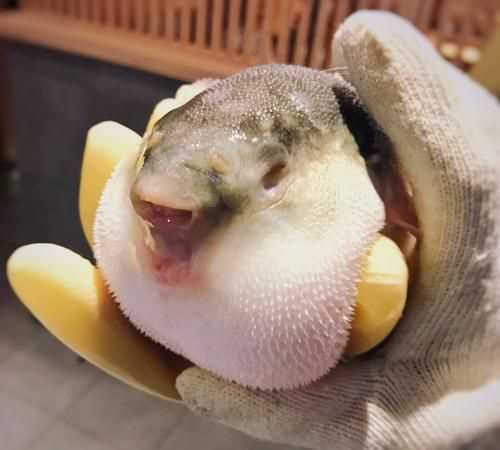 河豚魚(yú)怎么做好吃又簡(jiǎn)單