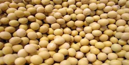 黃豆有怎樣的營(yíng)養(yǎng)價(jià)值