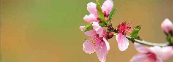 春分有什么特別之處,春分有什么特殊含義圖2