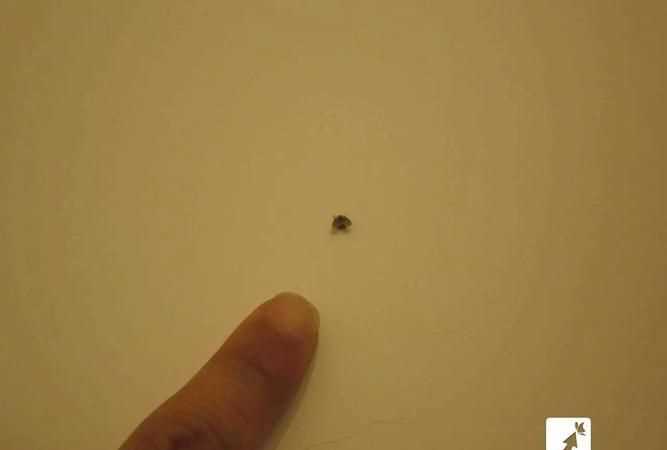 家里有小飛蟲怎么根除 教你6個(gè)方法視頻