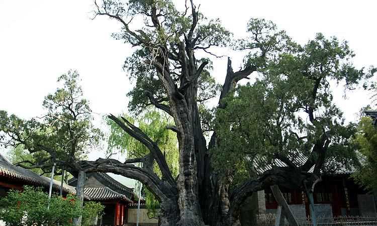 中國的國樹，國花，國獸，國球是什么