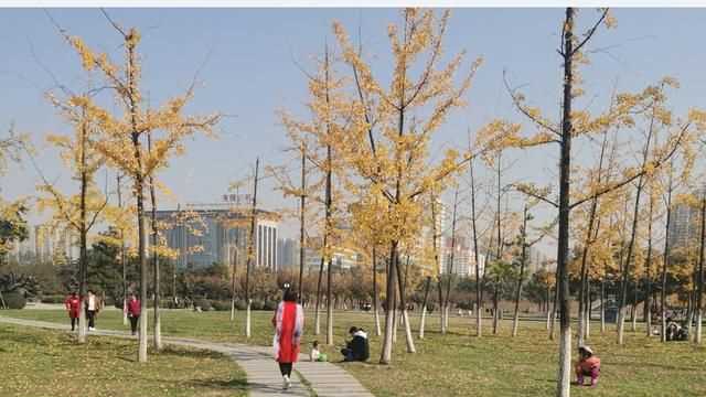 中國的國樹，中國的國樹，國花，國獸，國球是什么？圖3