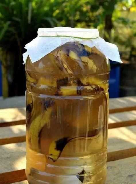 香蕉皮泡水的泡多長時間才能用來澆花