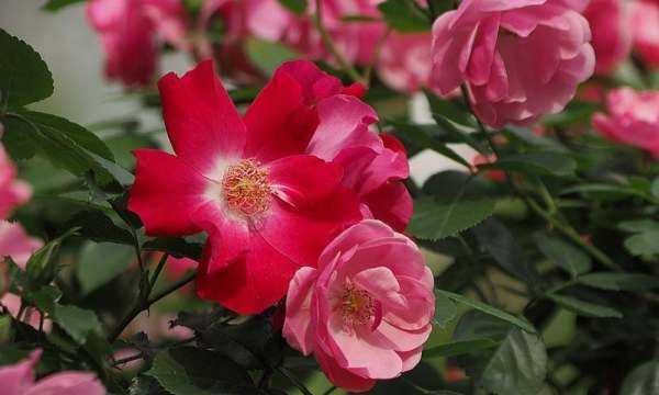 香蕉皮泡水幾天能澆花,香蕉皮泡水的泡多長時間才能用來澆花圖4