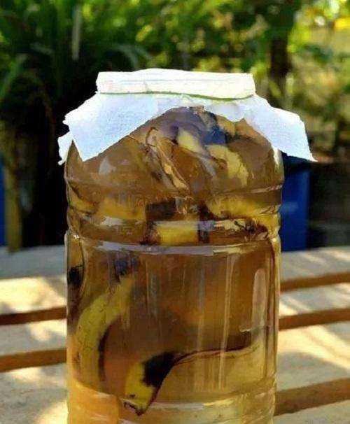 香蕉皮泡水幾天能澆花,香蕉皮泡水的泡多長時間才能用來澆花圖6