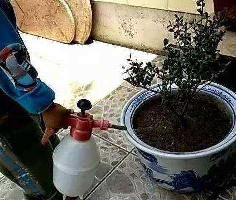 香蕉皮泡水幾天能澆花,香蕉皮泡水的泡多長時間才能用來澆花圖7