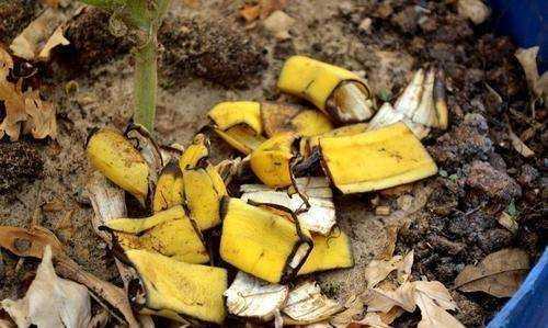 香蕉皮泡水幾天能澆花,香蕉皮泡水的泡多長時間才能用來澆花圖8