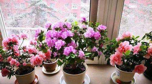 香蕉皮泡水幾天能澆花,香蕉皮泡水的泡多長時間才能用來澆花圖9