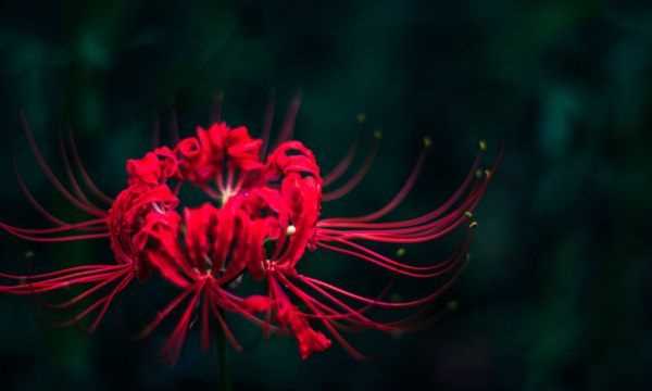 只今惟有西江月下一句,相見不如懷念,懷念不如不見下一句圖1