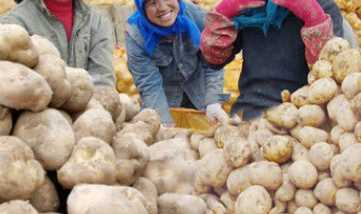 發(fā)芽的土豆可以吃有沒有毒,發(fā)了芽的土豆吃了有什么危害圖6