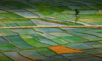 耕者有其田是哪個文件指出的