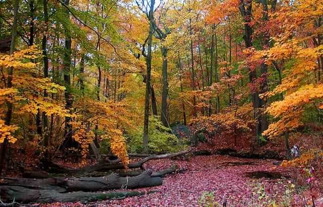 八月是秋天嗎，八月八日是秋天的第一天嗎？圖4