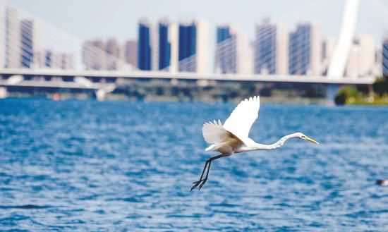 天高云淡指什么生肖動(dòng)物