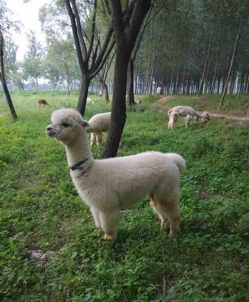 天高云淡的意思