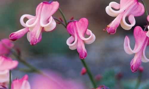 雨過天晴見彩虹猜一生肖