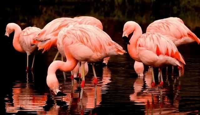 粉色分類，粉色分類及顏色示意圖？圖4