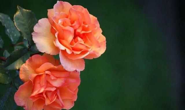 粉色分類，粉色分類及顏色示意圖？圖8