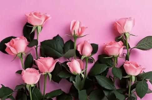 粉色分類，粉色分類及顏色示意圖？圖12