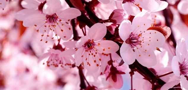 粉色分類，粉色分類及顏色示意圖？圖14