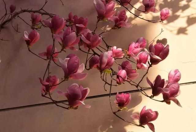 粉色分類，粉色分類及顏色示意圖？圖18