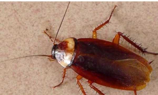 蟑螂沖進(jìn)下水道會(huì)返回嗎,蟑螂沖進(jìn)馬桶里還會(huì)爬出來圖2