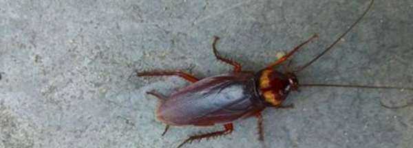 蟑螂沖進(jìn)下水道會(huì)返回嗎,蟑螂沖進(jìn)馬桶里還會(huì)爬出來圖3