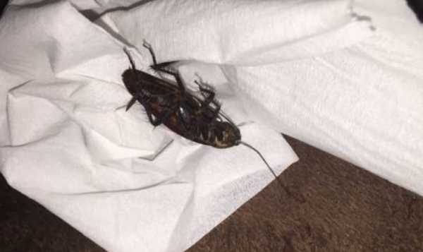 蟑螂能扔馬桶里沖走嘛,蟑螂沖進馬桶里還會回來嗎圖1