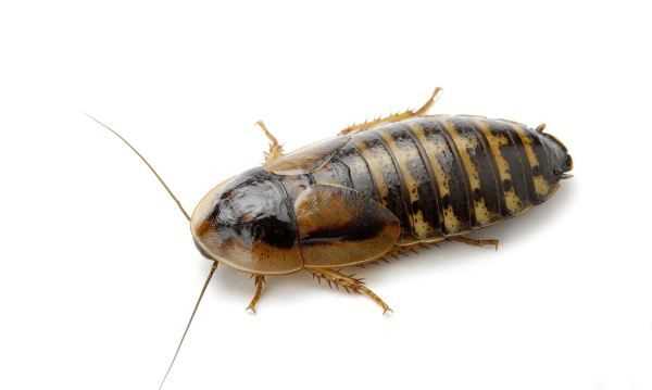 蟑螂能扔馬桶里沖走嘛,蟑螂沖進馬桶里還會回來嗎圖5