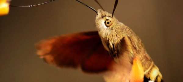 家里進(jìn)飛蛾怎么辦趕走,老人死后有飛蛾飛進(jìn)來(lái)預(yù)示什么圖1