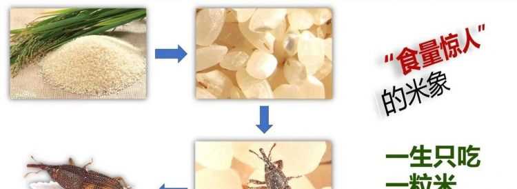 房間里出現(xiàn)很多很多的像瓢蟲一樣的小蟲子，求助怎么清理干凈