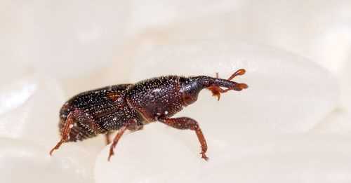 夏天黑色的毛毛蟲爬到房間里怎么辦