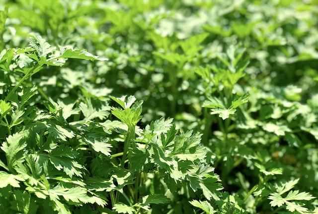 青團(tuán)不放冰箱會壞嗎，家庭版青團(tuán)簡單做法？圖3