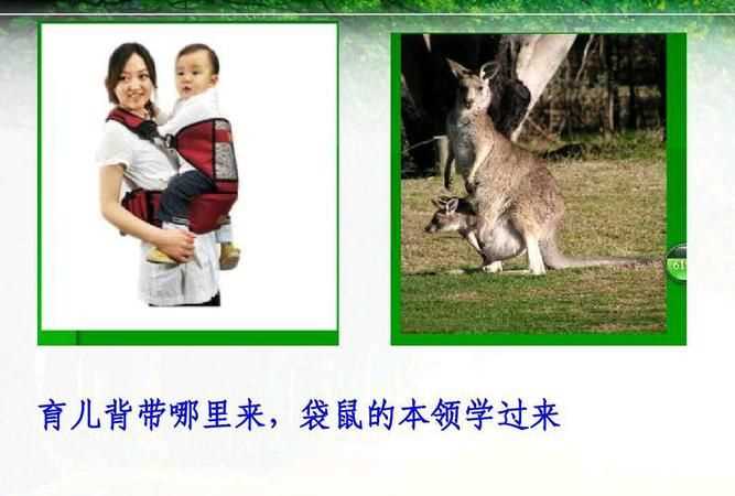 人類從哪些動物身上得到了啟示發(fā)明了什么有什么用途