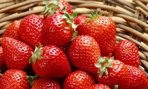 草莓紅了后多久才能吃,草莓變紅了之后有一點點發(fā)黃是什么事情圖2