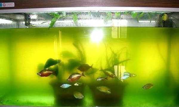 水變綠最快處理方法,水變綠最快處理方法是什么原理圖3