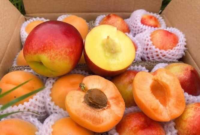 杏子和黃桃有什么區(qū)別