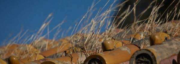 五級風有多大,五級風是什么程度視頻圖1