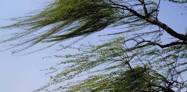 四到五級風有多大?