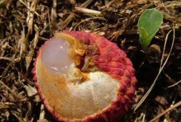 吃了荔枝里的蟲(chóng)子怎么辦,荔枝里的蟲(chóng)子吃到肚子里怎么辦圖3