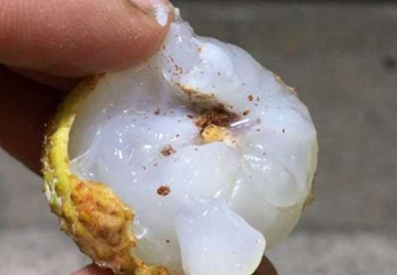 吃了荔枝里的蟲(chóng)子怎么辦,荔枝里的蟲(chóng)子吃到肚子里怎么辦圖6