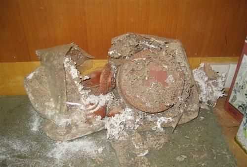 什么螞蟻可以吃混凝土