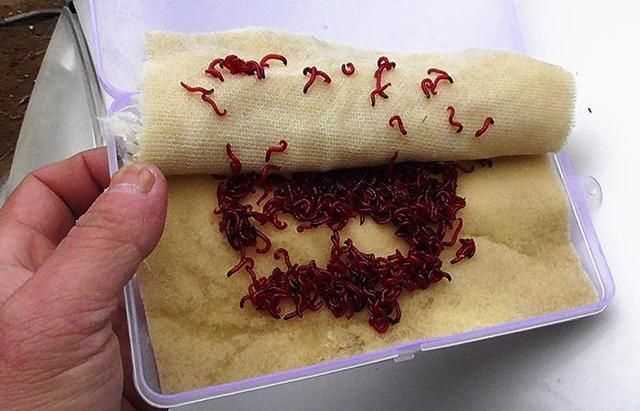 紅蟲如何存放能永久性存活