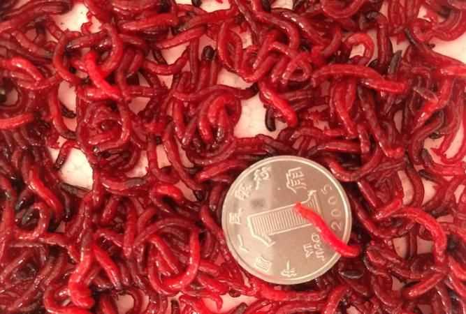 紅蟲怎么放能保存時間長些