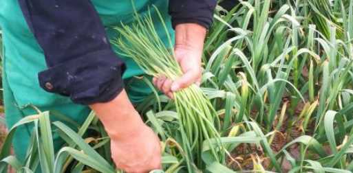 蒜苔怎么抽不斷,怎樣抽蒜苔不會(huì)斷視頻圖2